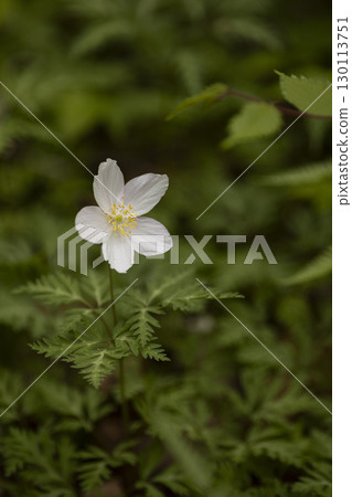Single flower blooming in the mountains in spring 130113751