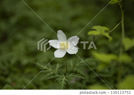 Single flower blooming in the mountains in spring 130113752