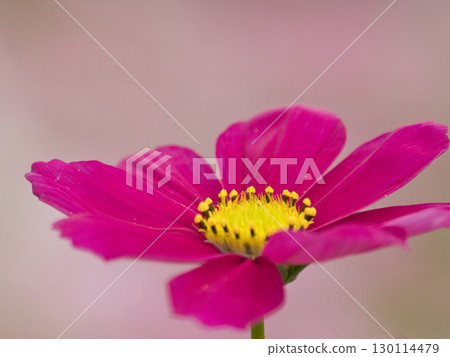Beautiful Cosmos Beautiful Cosmos 130114479