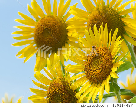 Sunflower shining in the blue sky Sunflower shining in the blue sky 130114487