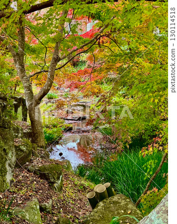 A stream colored with autumn leaves A stream colored with autumn leaves 130114518