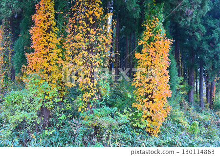 Late autumn in Uonuma Village, cedar forest ivy leaves turning red, Minamiuonuma City Late autumn in Uonuma Village, cedar forest ivy leaves turning red, Minamiuonuma City 130114863