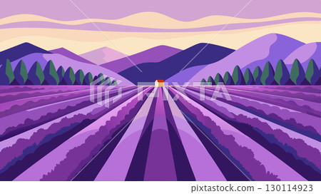 With rows of perfectly manicured lavender this countryside field resembles a work of art in its symmetrical beauty.. With rows of perfectly manicured lavender this countryside field resembles a work of art in its symmetrical beauty.. 130114923