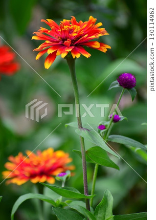 百日草 130114962