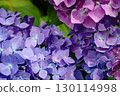 A close-up of hydrangeas with vibrant gradations 130114998