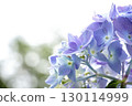 Close-up of pale blue hydrangeas blooming against a white sky 130114999