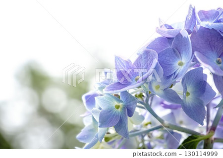 Close-up of pale blue hydrangeas blooming against a white sky 130114999