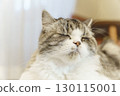 Close-up of a cat relaxing with its eyes closed during a nap 130115001