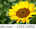 Close-up of a large yellow sunflower 130115002