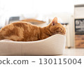 Brown cat taking a nap on a fluffy bed 130115004