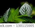 Close-up of the details of the fresh green leaves of hydrangea 130115005