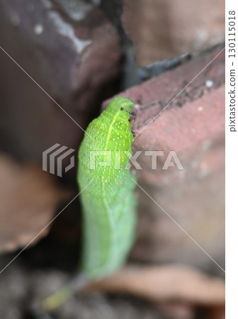 麻雀的幼蟲 130115018
