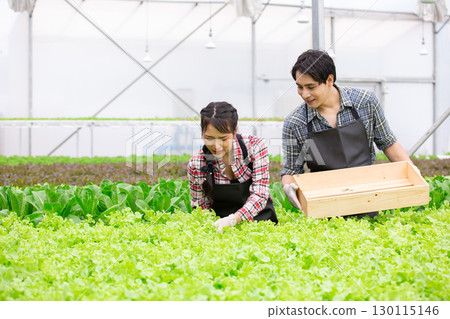 young Asian farmers harvesting fresh organic lettuce in greenhouse hydroponic farm, representing sustainable agriculture, healthy food, and eco friendly farming lifestyle concepts. young Asian farmers harvesting fresh organic lettuce in greenhouse hydroponic farm, representing sustainable agriculture, healthy food, and eco friendly farming lifestyle concepts. 130115146