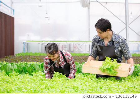 Young man and women Asian farmers harvesting fresh organic lettuce in a modern hydroponic greenhouse, promoting sustainable agriculture, healthy food, and eco friendly farming practices. 130115149