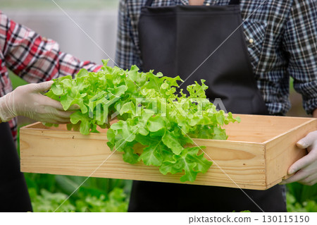 Close-up of fresh green lettuce being harvested into a wooden box by farmers in hydroponic farm, showcasing organic vegetables and sustainable agriculture practices. 130115150