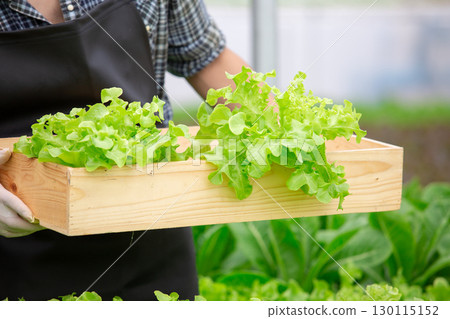 Close-up of fresh green lettuce being harvested into a wooden box by farmers in hydroponic farm, showcasing organic vegetables and sustainable agriculture practices. 130115152