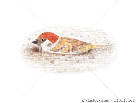 一隻麻雀在沙子裡洗澡 130115168