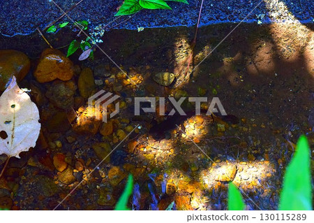 Red-bellied newt water 130115289
