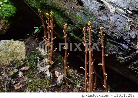 Summer winter road closure fence sign caution 130115292
