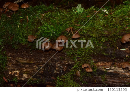 Summer winter road closure fence sign caution 130115293