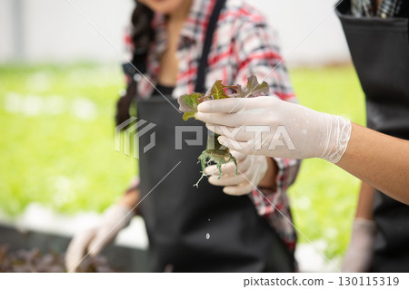 Close-up of hands holding hydroponic lettuce in greenhouse. Farmers wearing gloves working in organic farm. Concept of sustainable agriculture, clean food, and modern farming technology. 130115319