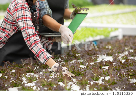 Farmers using digital technology and laptop to inspect hydroponic vegetables in greenhouse. Modern agriculture concept with young smart farming, organic food, and sustainable cultivation system. 130115320