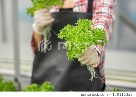 Close-up of hydroponic lettuce held by farmer with gloves in greenhouse. Concept of clean food, organic farming, sustainable agriculture and safe vegetable harvesting with quality control. 130115322