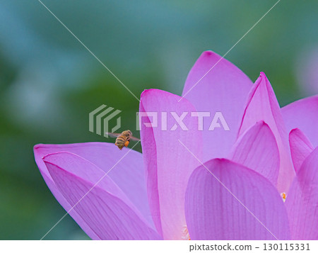 Honeybee flying on a lotus flower 130115331