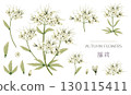 Watercolor Fujibakama (white) illustration material set 130115411