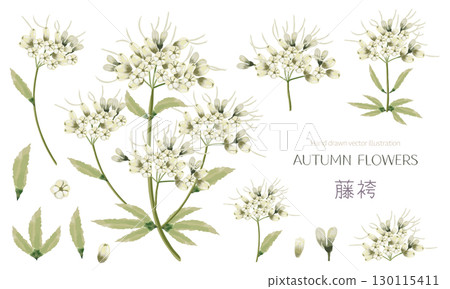 水彩藤葎に（白色）插圖素材集 130115411