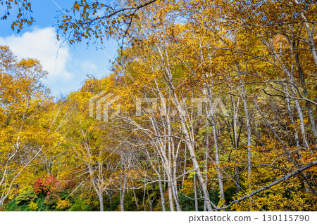 Akita Autumn Leaves Goshogake Onsen 130115790