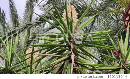 A Stunningly Beautiful PineappleStyle Flowering Plant Flourishing in a Lush Tropical Environment 130115944