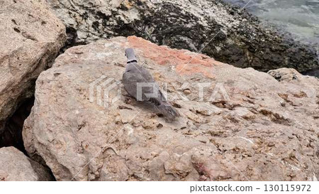 A Pigeon is Resting on a Rocky Shoreline by the Calm Waters of the Beautiful Coast A Pigeon is Resting on a Rocky Shoreline by the Calm Waters of the Beautiful Coast 130115972