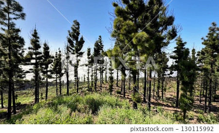 A Beautiful Lush Forest Landscape with Majestic Pine Trees Under Clear Bright Blue Skies A Beautiful Lush Forest Landscape with Majestic Pine Trees Under Clear Bright Blue Skies 130115992