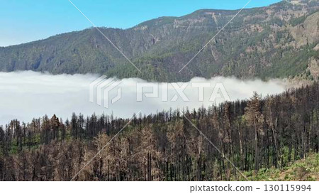 Astonishingly Stunning Mountain Landscape with Thick Fog Over Burnt Forests and Natures Charm 130115994