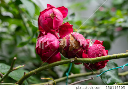 Rose flowers having Botrytis Blight problem. The disease may affect flowers which may not open and may become covered with grayish brown fungal growth. 130116505