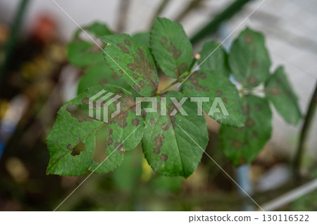 Black spot on rose leaves. Black spot is a fungal disease (Diplocarpon rosae) that affects roses. 130116522