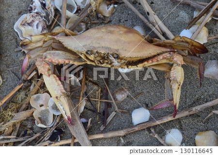 Dead crab in the sea 130116645