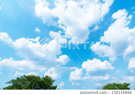 Blue sky, clouds and grove 130116666