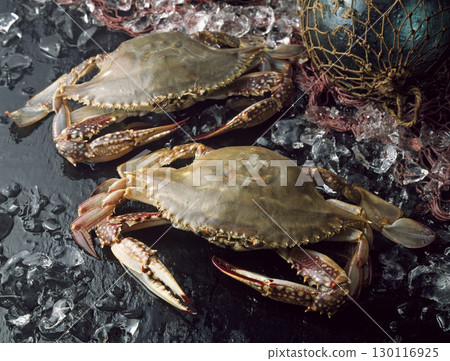 Gazami crab 130116925