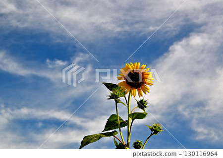 Sunflower shining in the blue sky 130116964