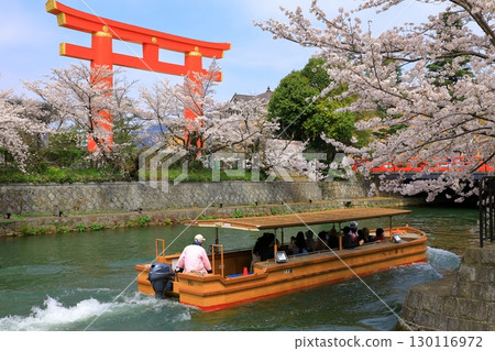 Heian Jingu Shrine Otorii and cherry blossoms in full bloom 130116972