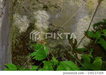 一隻棕色的小蜘蛛躲在懸崖上 130117104