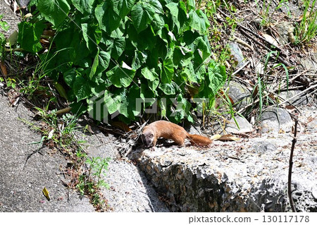 黃鼠狼目擊事件 130117178