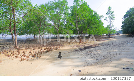 Mangrove forest at low tide with a dry, sandy beach Mangrove forest at low tide with a dry, sandy beach 130117357