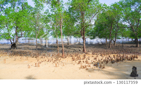 Mangrove forest at low tide with exposed breathing roots Mangrove forest at low tide with exposed breathing roots 130117359