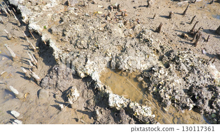 Close-up of a mudflat at low tide with mangrove roots and shells Close-up of a mudflat at low tide with mangrove roots and shells 130117361