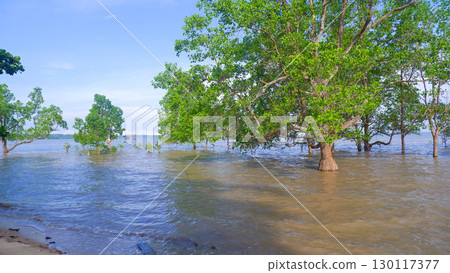 Mangrove trees growing in the ocean at high tide Mangrove trees growing in the ocean at high tide 130117377