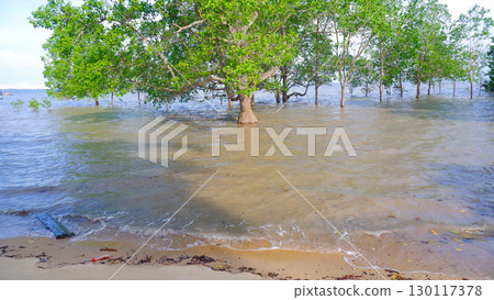 Mangrove trees growing in the ocean at high tide, with a sandy foreground Mangrove trees growing in the ocean at high tide, with a sandy foreground 130117378