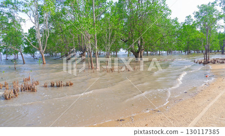 Mangrove trees and exposed roots at the water's edge on a tropical beach Mangrove trees and exposed roots at the water's edge on a tropical beach 130117385